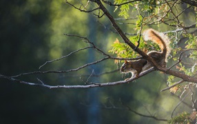 Squirrel creeps up to the edge of a branch