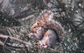 Squirrel gnaws a nut on a pine branch in winter