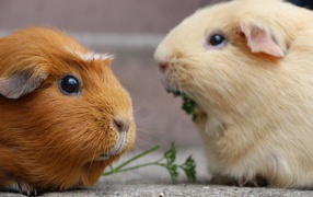 Two funny guinea pigs are eating parsley