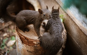 Two squirrels on a tree stump in a cage at the zoo