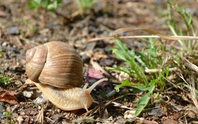 Большая улитка ползет по земле 