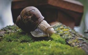 Большая улитка на покрытом мхом камне