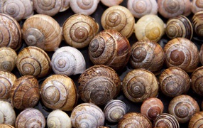 Много ракушек крупным планом 