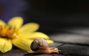 Snail with yellow flower on the table