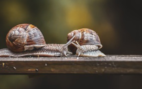 Two large snails on a wooden table