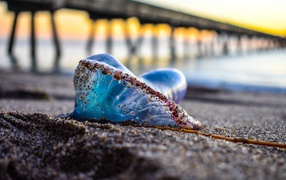 Голубая медуза лежит на песке у моря