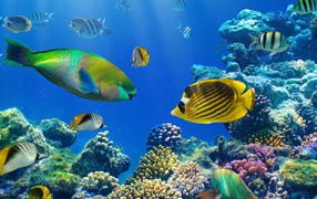 Разноцветные рыбы под водой в кораллах 