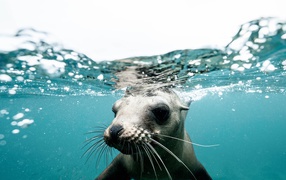 Морской котик плавает под водой 