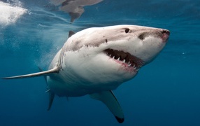 Great predatory shark with sharp teeth in the water