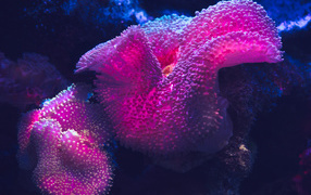 Красные кораллы в воде крупным планом