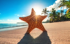 Морская звезда на горячем песке у моря летом 