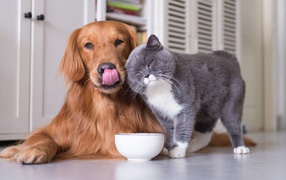 Большой породистый кот с рыжим псом пьют молоко