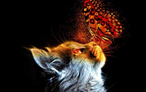 Кот с бабочкой на носу на черном фоне