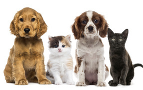 Два щенка и два котенка на белом фоне