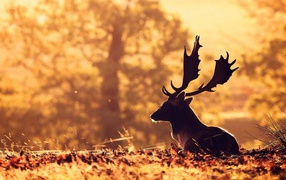 A deer with large horns lies on fallen leaves.
