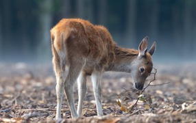 A female deer grazes in the forest