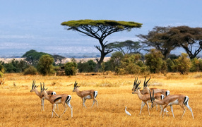 A herd of antelopes in a safari with white herons