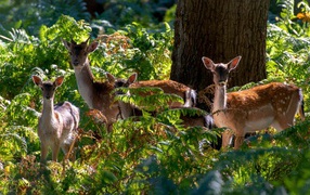Стадо оленей у дерева в зарослях