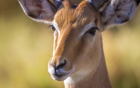 Antelope face close up