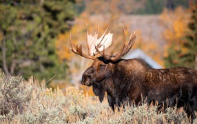 Bearded moose with big horns
