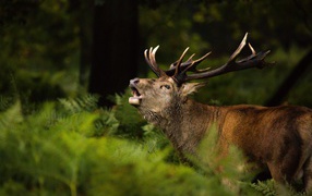 Большой олень кричит в лесу в зеленой траве