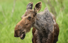 Большой лось у водопоя