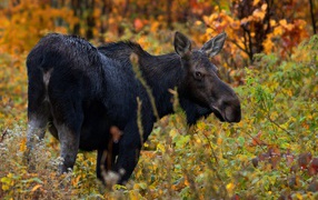 Большой лось гуляет по лесу