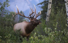 Большой рогатый олень в лесу 