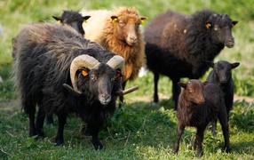 Черные пушистые овцы пасутся на зеленой траве 
