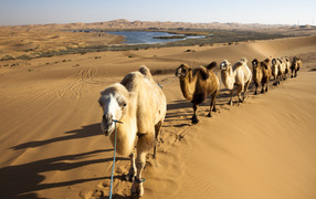 Camel caravan goes through the hot desert