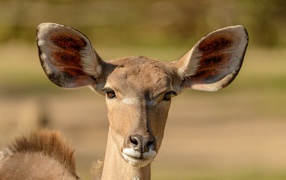 Close-up antelope muzzle