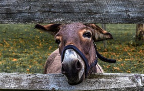 Curious donkey in a fence