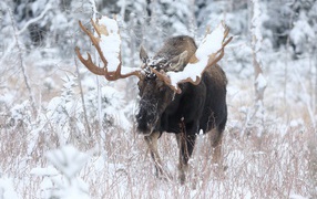 Elk with big antlers in the winter forest