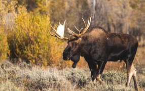 Elk with large branchy antlers in the forest