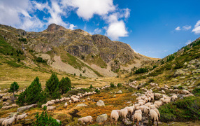 Flock of sheep in the mountains under the blue sky