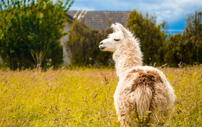 Fluffy llama grazes on green grass