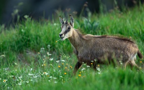 Коза пасется на зеленой траве