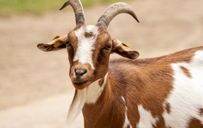 Goat with big horns