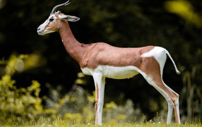 Graceful gazelle on green grass