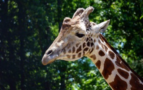 Head of a large spotted giraffe