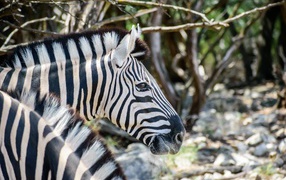 Head of striped zebra close up
