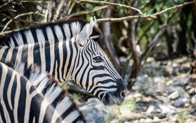 Голова полосатой зебры крупным планом 