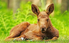 Little calf lies on green grass