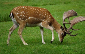 Sika deer graze on green grass