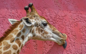 Spotted giraffe licks a pink wall