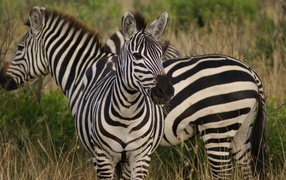 Striped zebras on the grass