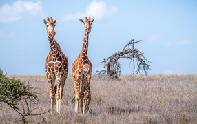 Two giraffes walk on the dry grass in the savannah