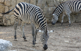 Две полосатые зебры в зоопарке