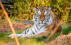 Суровый полосатый амурский тигр лежит на траве