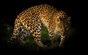 Большой пятнистый леопард идет по зеленой траве